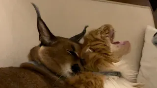 Pumba and Izjuma cuddling?!