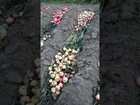 Притащил ещё 22 ведра)) #дача #chat #садоводство #fruit