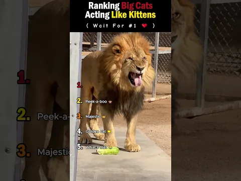 Ranking Big Cats Acting Like Kittens