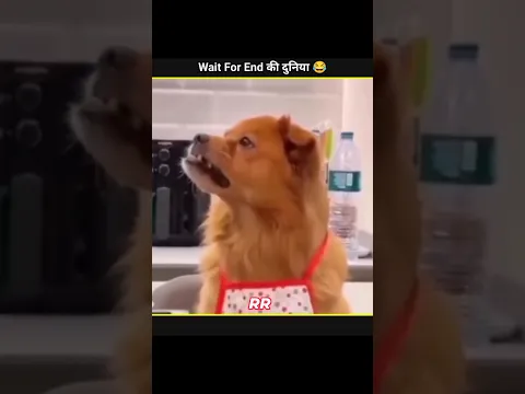 Animals Funny Video 😂😂|| RR Factz 2.0 || #shorts