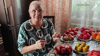 15 моих новинок томатов 2026 года. Часть 2.  Показываю, рассказываю разрезаю, дегустирую.