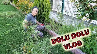 YENİ HAYVANLARIMIZ VAR ! PAŞA VE ARCAS DOLU DOLU BİR VLOG