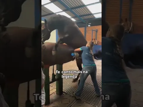 Reprodução equina #shorts