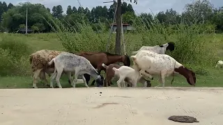 My Goat and sheep is eating food it so cute 