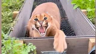 Pumba’s most dangerous hisses