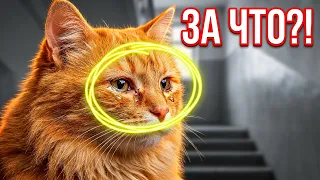 В наш подъезд подбросили рыжего котика. История, которая трогает до глубины души / SANI vlog