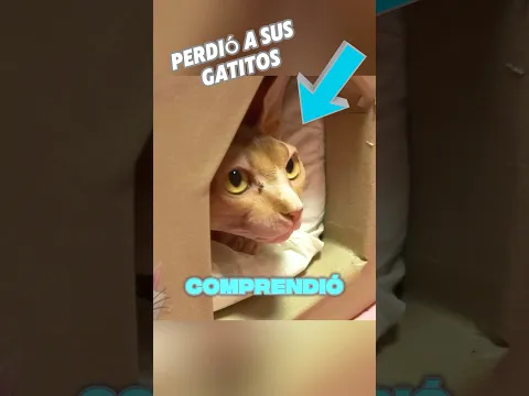 Este gato perdió a todos sus gatitos, pero luego... 😢💔 #shorts
