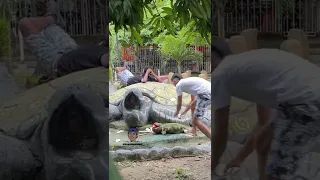 La iguana traviesa🦎😂😂