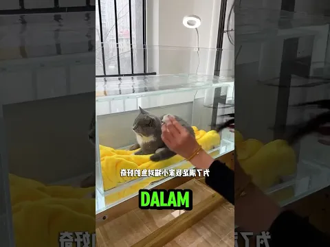 membuat aquarium untuk kucing⁉️
