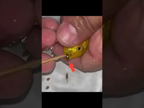 This Mother Fish Broke Hearts 💔😢