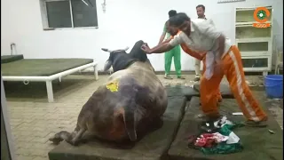 इंसानो की बस्ती में एक बेजुबान नंदी को मारा भाला और समय पर पहुंचकर बचाव कार्य मेलगी की रेस्क्यू टीमI