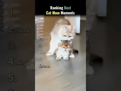Ranking “Best Cat Mom Moments” 😽🍼
