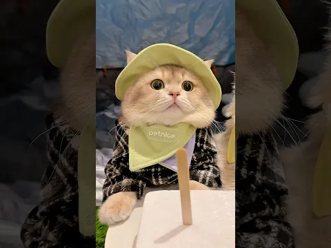 🙀: Ternyata incaran dia ITU woi #kucinglucu #kucing