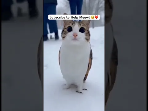 Watch to the end ❤️ #viral #cat #cute