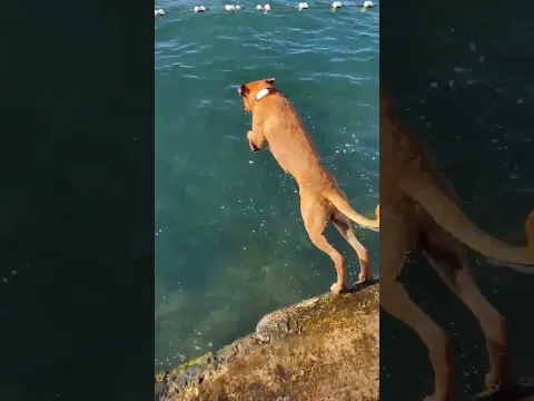Dog diving for stones