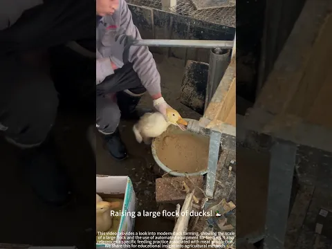 Raising a large flock of ducks! 🦆