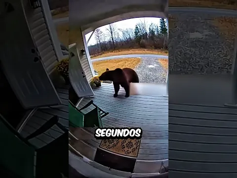 La abuela lo salvó… pero el oso hizo ESTO 😱