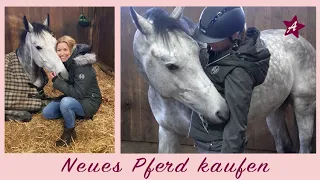 Mein neues Pferd? I VERLIEBT beim Probereiten I Gefühlschaos bei der Online Auktion