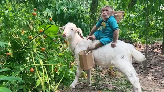 Monkey Cutis 🙈and Baby Goat🐐 Videos Compilation!