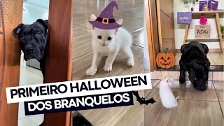 BRANQUELOS PEDINDO DOCES OU TRAVESSURAS 🍭👻 primeiro Halloween dos Gatinhos 🐱 Box Petiko