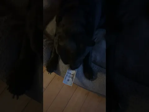 Paying my dog $20 to be a good boy