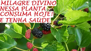 Milagre divino em uma planta, consuma e veja os benefícios a sua Saúde!