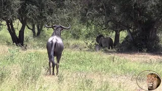 Brave Wildebeest Try To Intimidate Lions Away From His Tree
