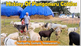 History of punganuru cattles | Nadipathy Goshala | #trending #viral #youtube #yt #cow #indian #cute