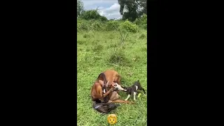 OUR GOAT 🐐 IS GIVING BIRTH 🥰🙏