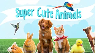 Super Cute Animals by Oxbridge Baby