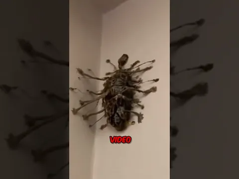 If you see this RUN 😨 Why?