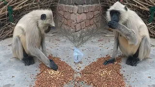 Bandar | Bandar Mama | Bandar Wala | Bandar Wala Cartoon | Bandar Bandar | Monkey Video