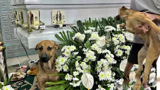 Full video of my mom’s dog grieving 😭 #dogsbestfriend #bestdog #unothedog