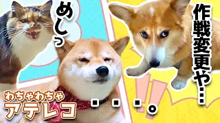 (10分ﾉｰｶｯﾄ)ダルい柴犬と必死なコーギーとオラオラ猫のいる朝