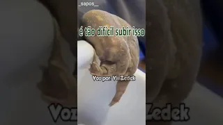 sapinhos que nos entendem 3