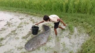 Best Hand Fishing Video - Smart Boy Catching Big Catfish By Hand Fishing