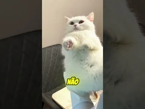 ESSA GATINHA QUERIA SER ROXA 💜🐱
