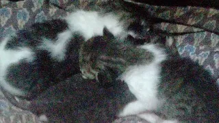🔴 Rosatok10, Evolution de Michis Tiernos a 9 Días de Nacidos 💖🐱💗