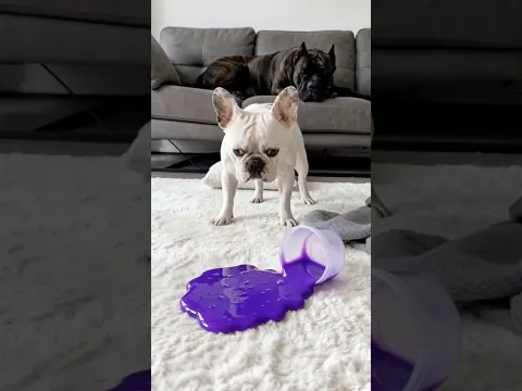 Frenchie vs Purple Slime on White Rug 😱💜 #frenchbulldog #dogshorts #funnydogs