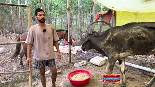 Part-3 Pillu Bhai ka shelter #ytshorts 