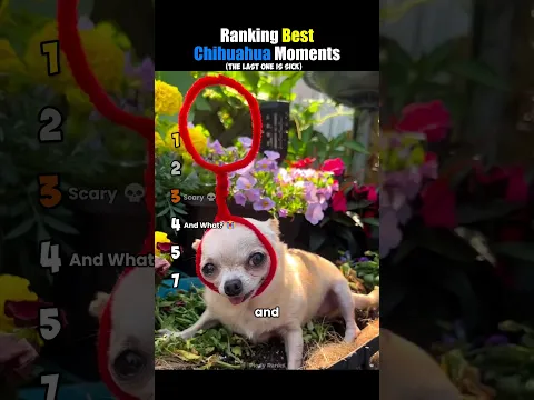 ranking best chihuahua moments #usa