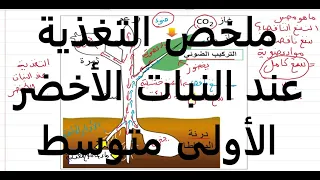 ملخص دروس التغذية عند النبات الاخضر علوم طبيعية الأولى متوسط