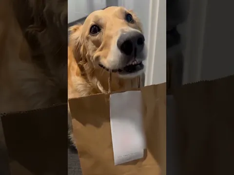 When Dogs Take Food Way Too Seriously! 🍗🤣