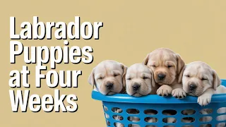 Meet These Adorable 4 Week Old Labrador Puppies!