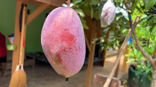 Ada mangga miyazaki di wonogiri jawa tengah
