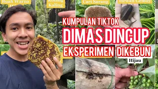 Kumpulan Tiktok Dimasdincup - Eksperimen Dikebun #1