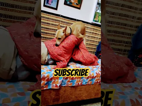 Naughty puppy caught red handed 🐶❤😈#funnydogvideos #cutepuppy #doglover