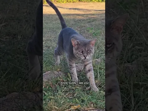The Mystery of Otis The Cat #supernatural #cat