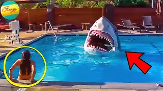 Shark घुस गयी Swimming Pool में, फिर जो हुआ... | 6 Insane Moments Captured On Camera