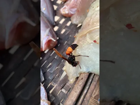 #bee #shorts #viral